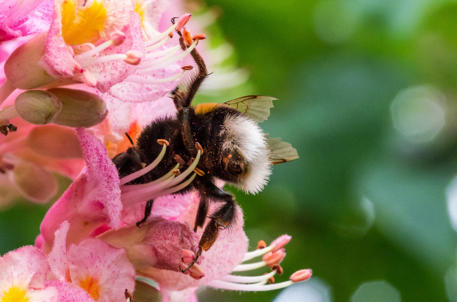 Hummel im Blütenstaub.jpeg